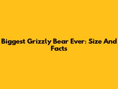 Biggest Grizzly Bear Ever: Size And Facts
