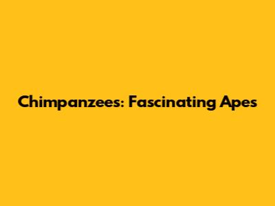 Chimpanzees: Fascinating Apes