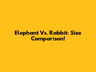 Elephant Vs. Rabbit: Size Comparison!