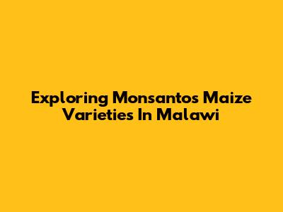 Exploring Monsanto's Maize Varieties In Malawi