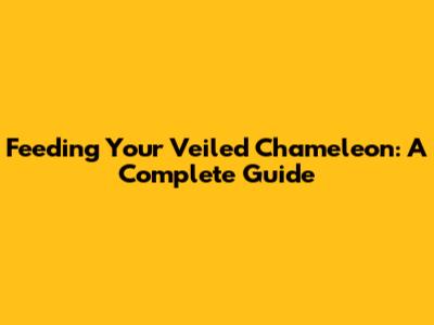 Feeding Your Veiled Chameleon: A Complete Guide