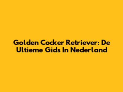 Golden Cocker Retriever: De Ultieme Gids In Nederland