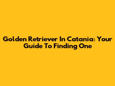 Golden Retriever In Catania: Your Guide To Finding One