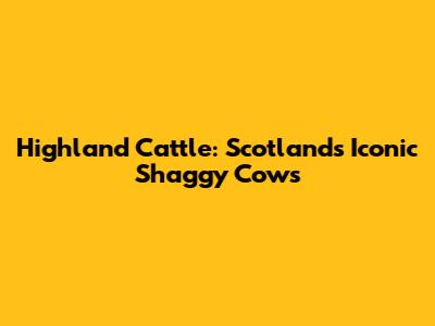 Highland Cattle: Scotland's Iconic Shaggy Cows
