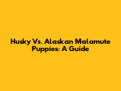 Husky Vs. Alaskan Malamute Puppies: A Guide
