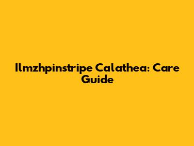 Ilmzhpinstripe Calathea: Care Guide