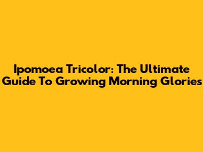Ipomoea Tricolor: The Ultimate Guide To Growing Morning Glories