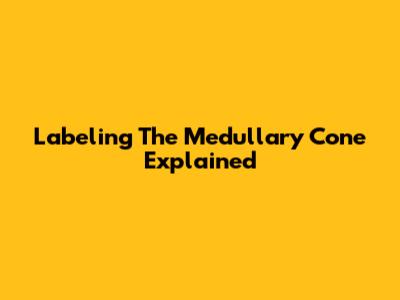 Labeling The Medullary Cone Explained