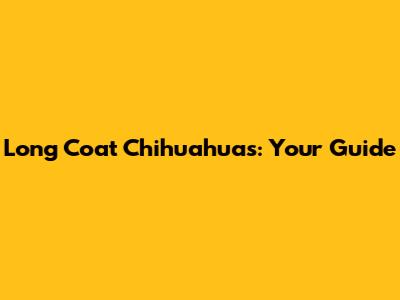 Long Coat Chihuahuas: Your Guide