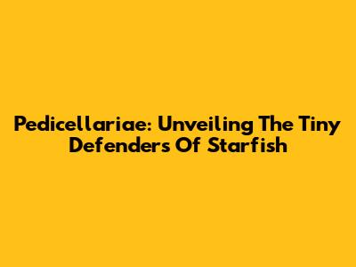 Pedicellariae: Unveiling The Tiny Defenders Of Starfish