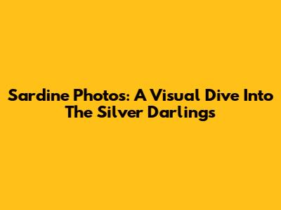Sardine Photos: A Visual Dive Into The Silver Darlings