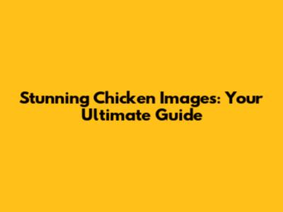 Stunning Chicken Images: Your Ultimate Guide