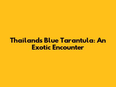 Thailand's Blue Tarantula: An Exotic Encounter