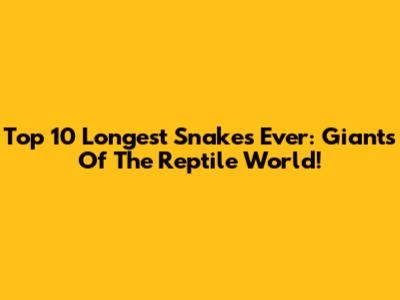 Top 10 Longest Snakes Ever: Giants Of The Reptile World!