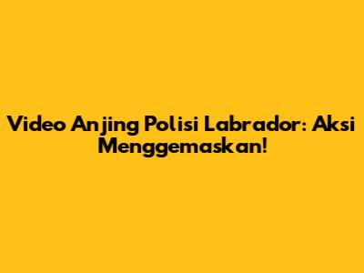 Video Anjing Polisi Labrador: Aksi Menggemaskan!