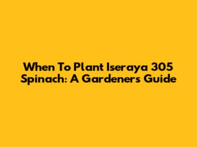 When To Plant Iseraya 305 Spinach: A Gardener's Guide