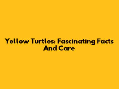 Yellow Turtles: Fascinating Facts And Care